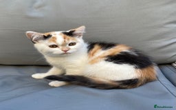 British Shorthair cats for sale: Offers accepted! Last of her litter! - Image 7