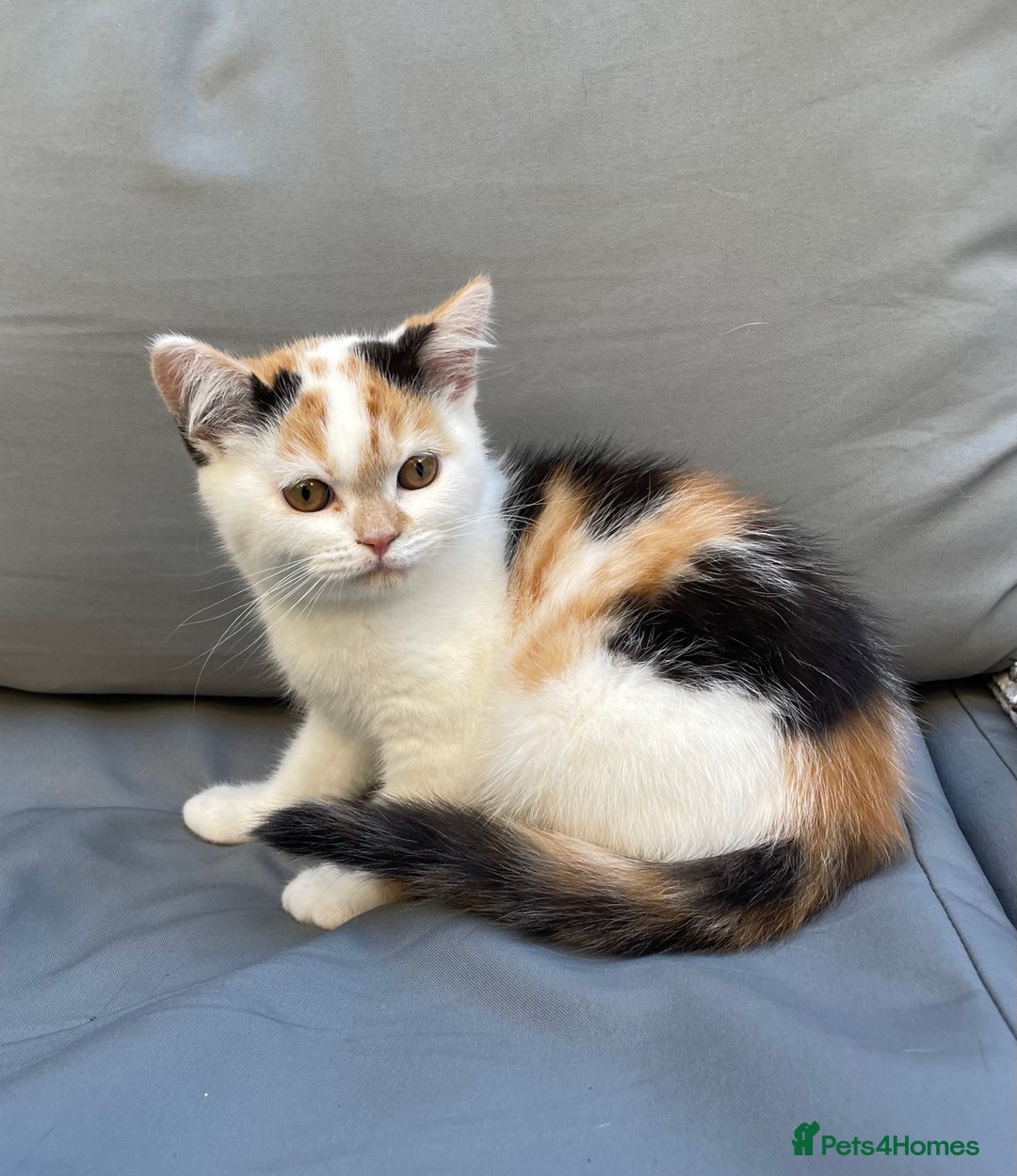 British Shorthair cats for sale: Offers accepted! Last of her litter! - Image 7