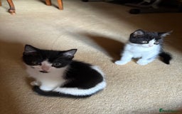Persian cats for sale: 4 Mixed Persian Kittens - Image 2