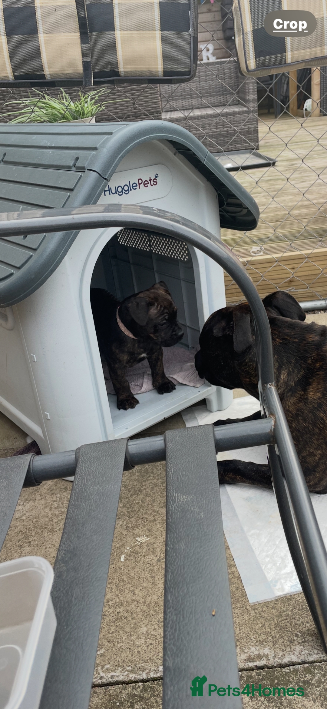 Mixed Breed dogs for sale: Old tyme bulldog in Shotts - Image 10