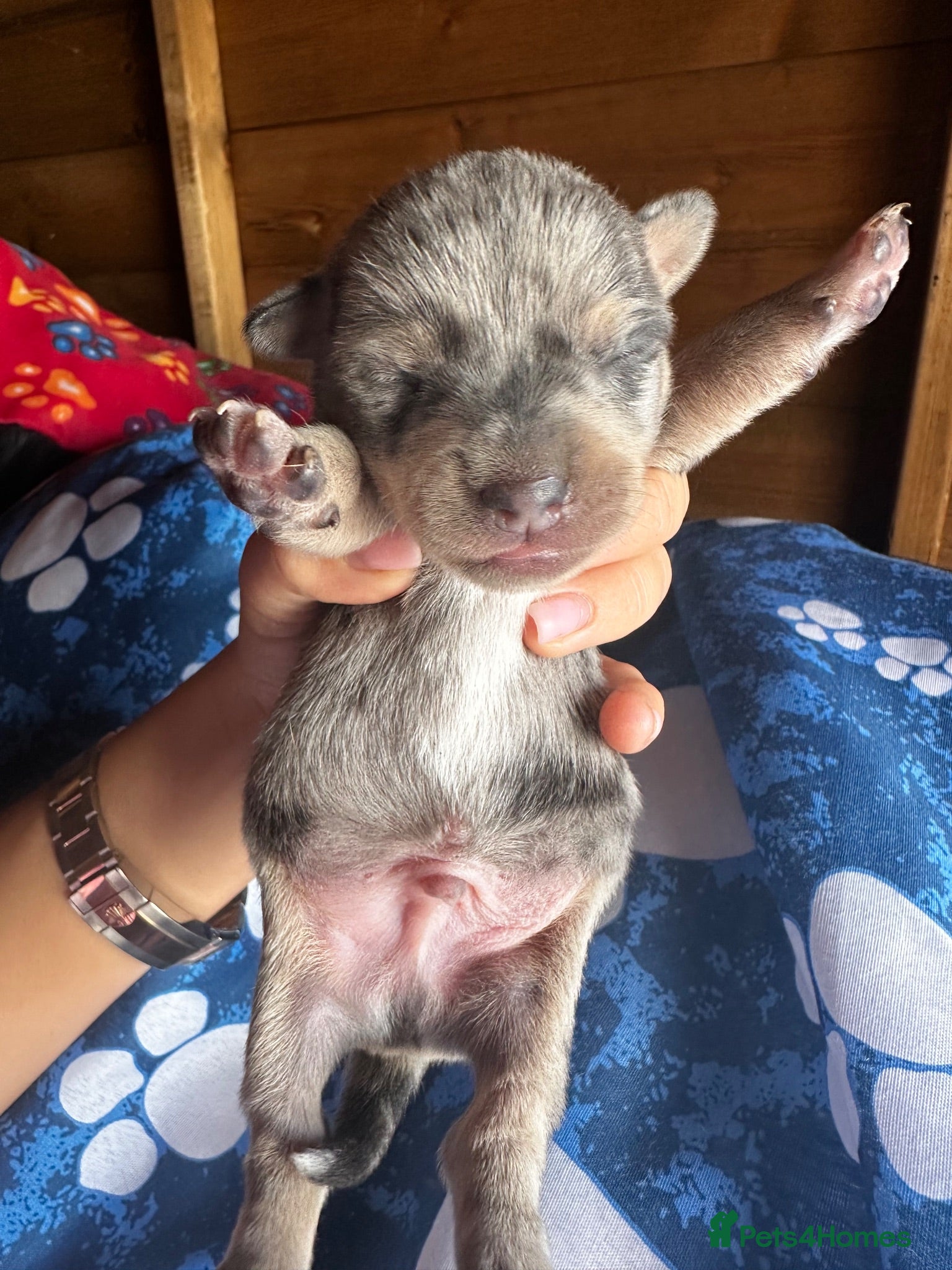 Dachshund dogs Jackshund puppies looking for a place to call home - Advert 2