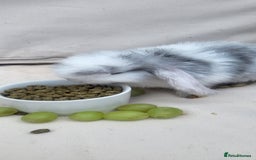 Mini Lop rabbits for sale: Adorable Mini Lop Bunny Looking for a Loving Home! - Image 2