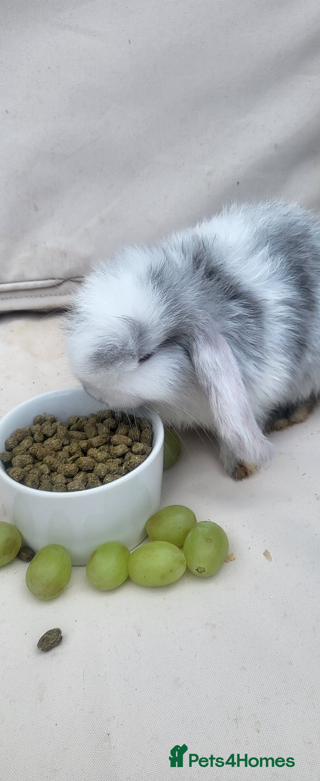 Mini Lop rabbits for sale: Adorable Mini Lop Bunny Looking for a Loving Home! - Image 2