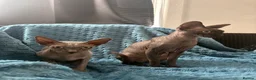 Sphynx cats for sale: Astra and Onyx 🐾 - Advert 2