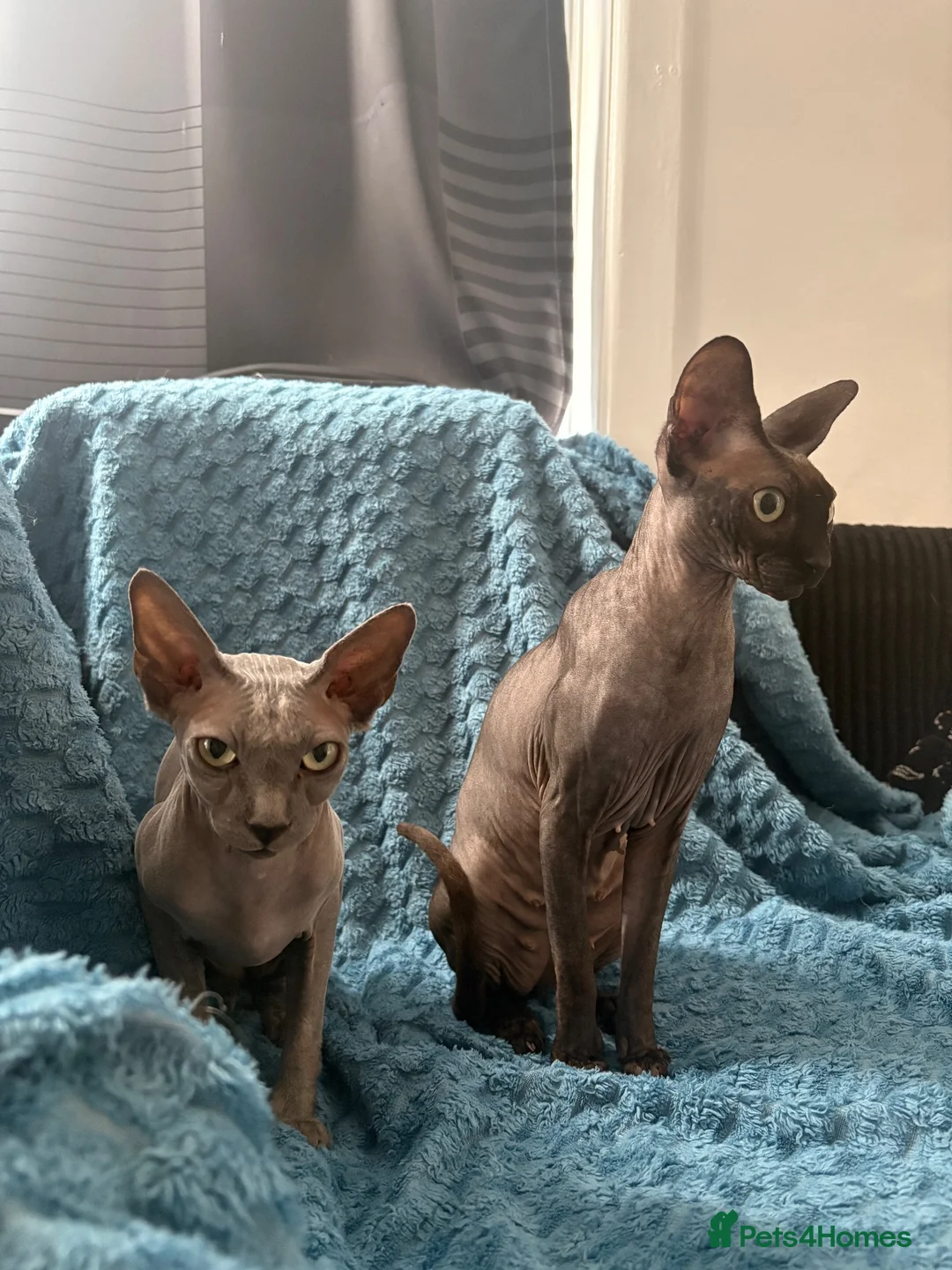 Sphynx cats for sale: Astra and Onyx 🐾 - Advert 2
