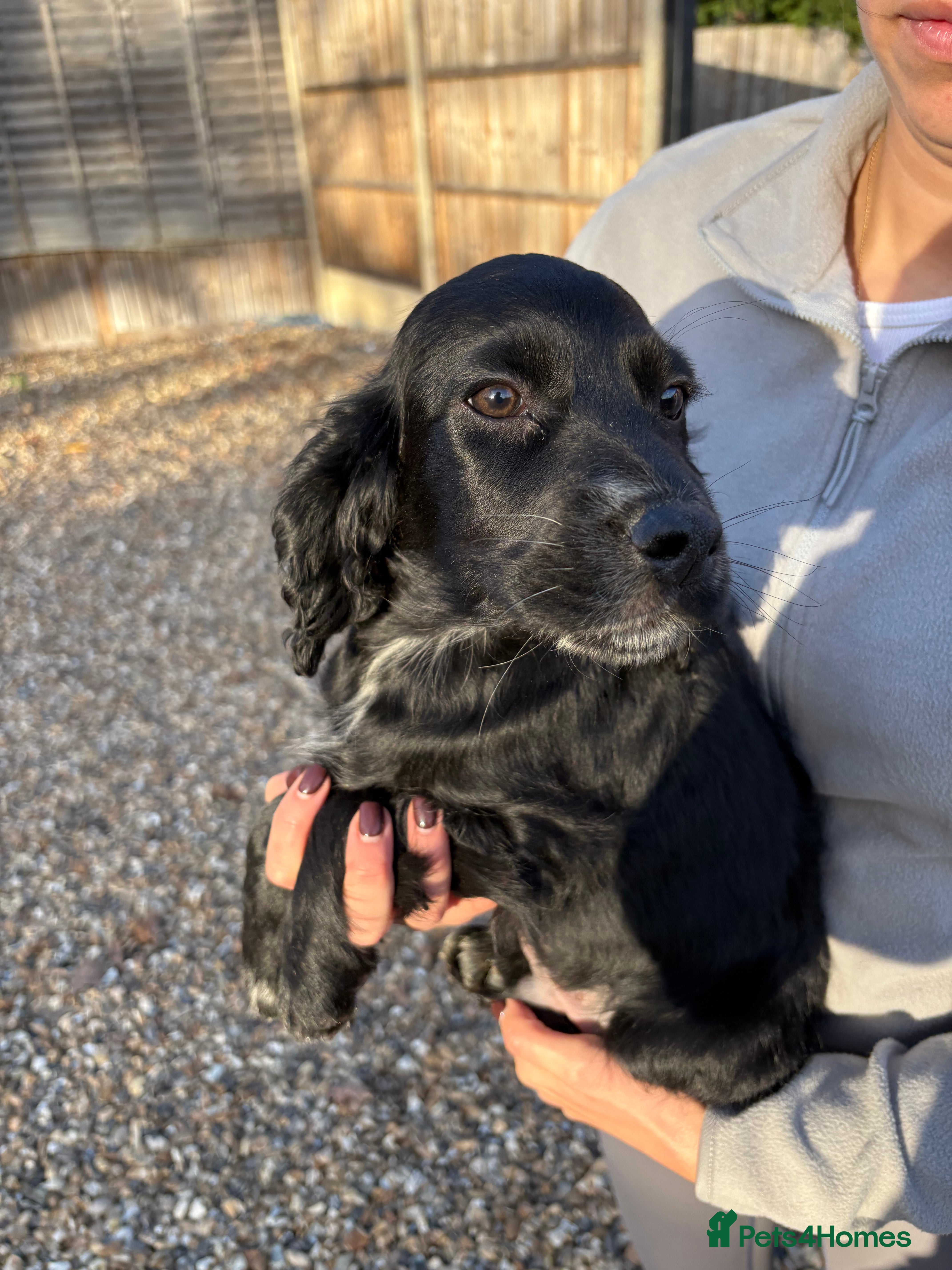 Cocker Spaniel dogs Cocker spaniel KC registered 1 boy & 1 girl left - Advert 10