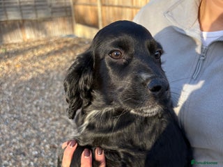 Cocker Spaniel dogs Cocker spaniel KC registered 1 boy & 1 girl left - Advert 1