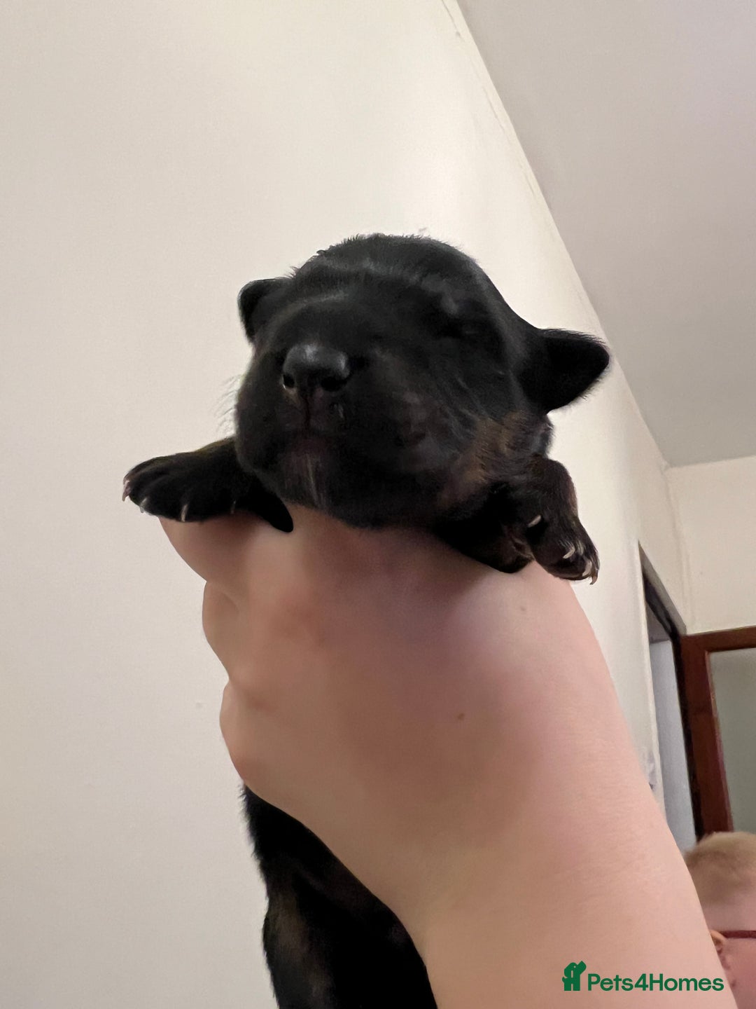 Mixed Breed dogs for sale: Rottweiler x German shepherd male puppies - Image 12