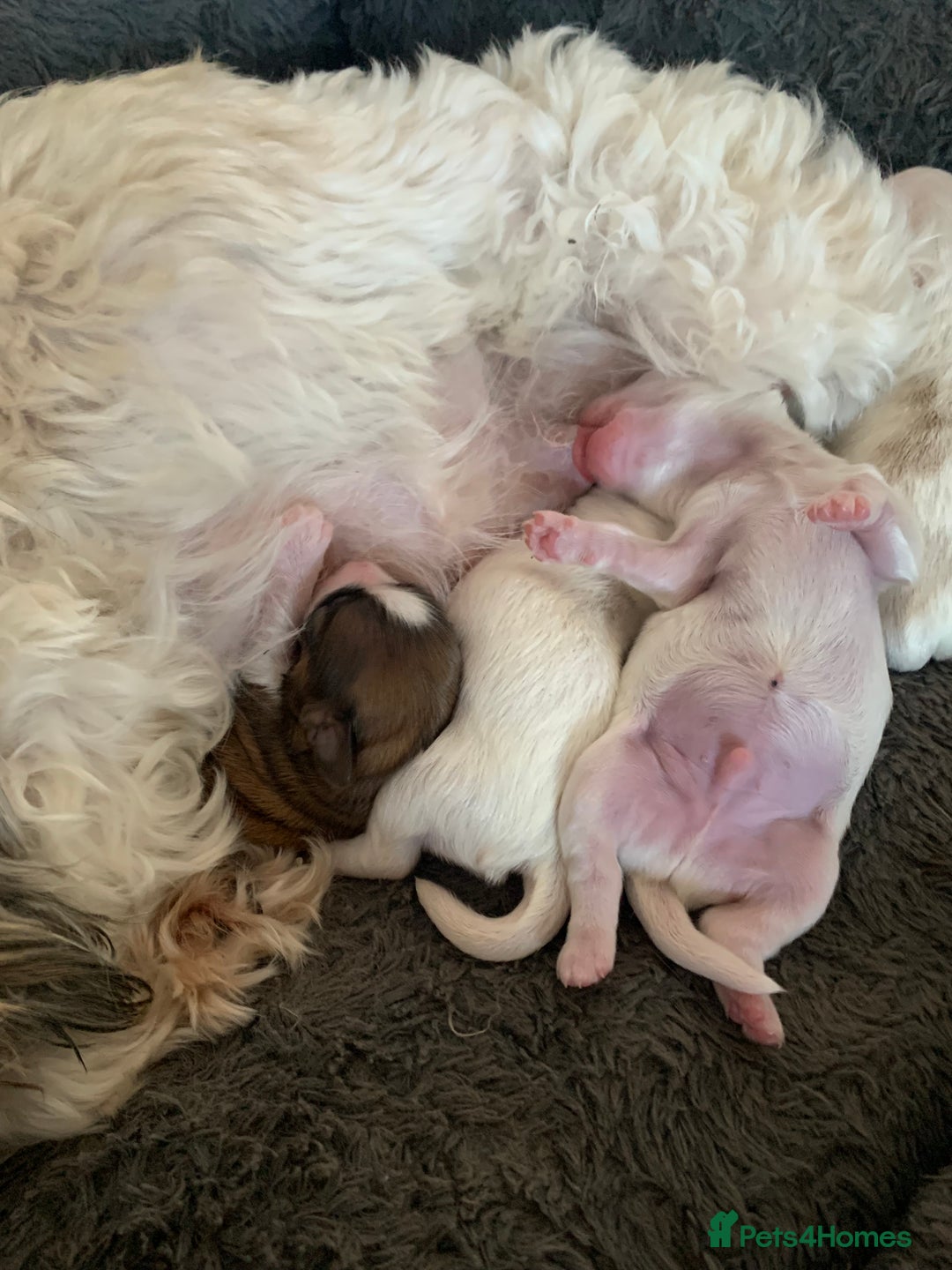Malshi dogs for sale: Malshi puppies - Image 6