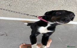 Mixed Breed dogs for sale: 11 month old puppy - Image 4
