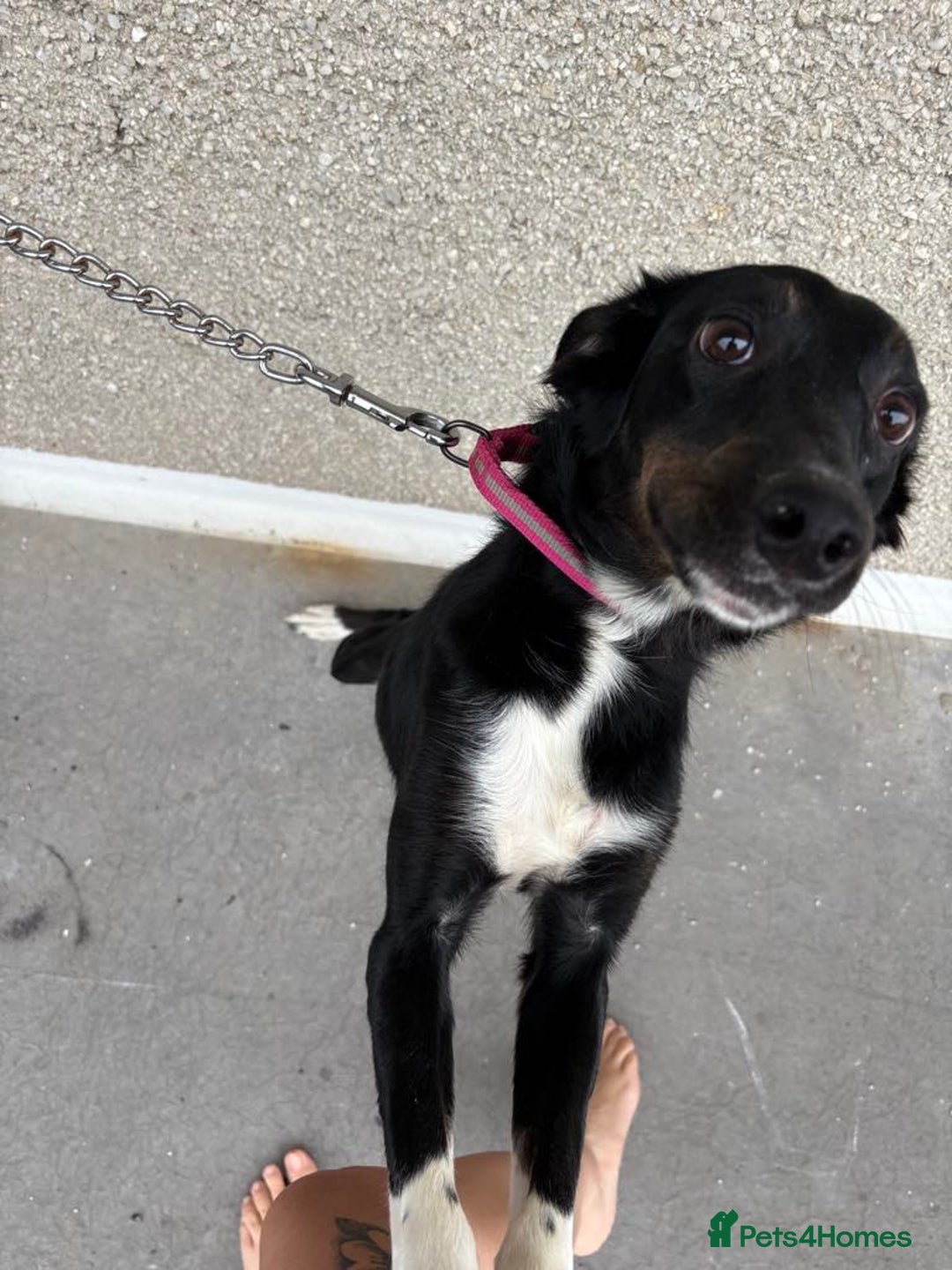 Mixed Breed dogs for sale: 11 month old puppy - Image 4