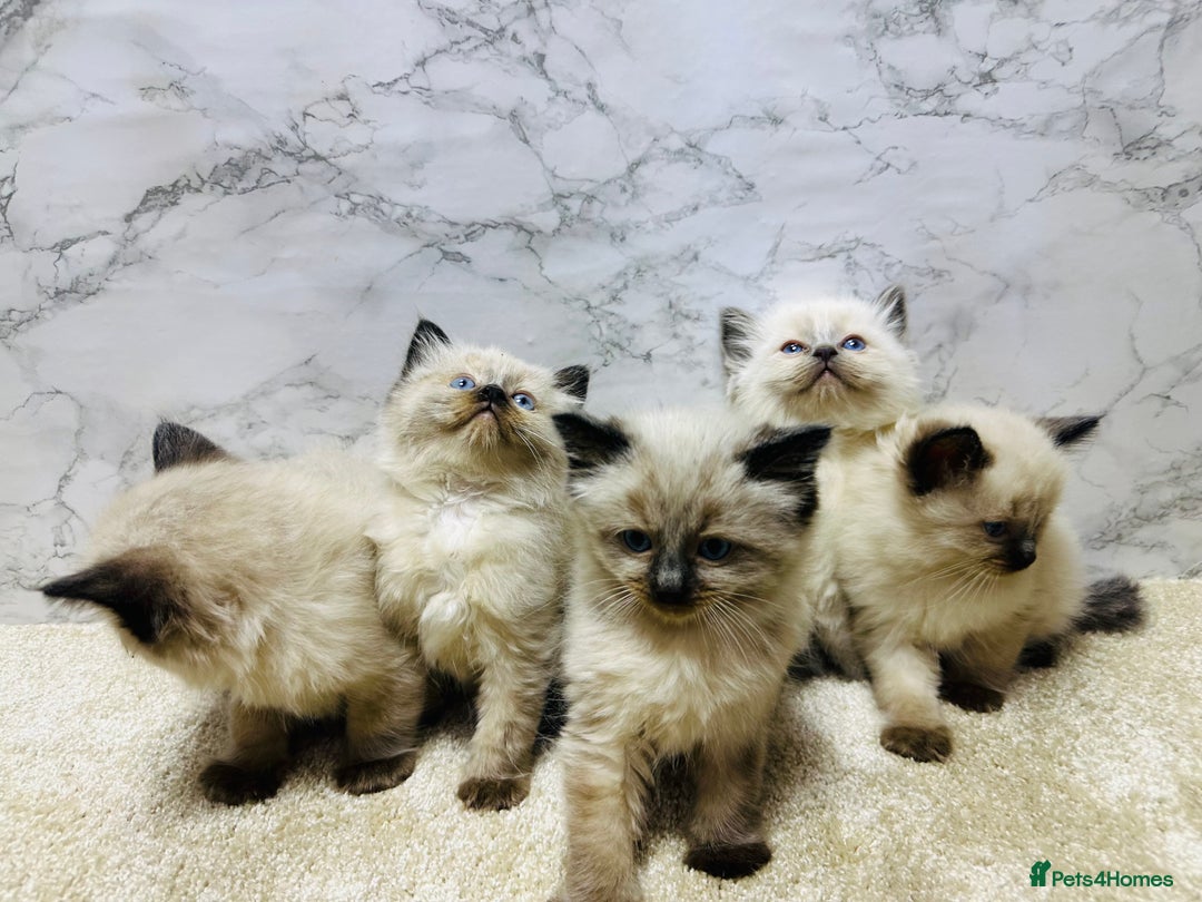 Ragdoll cats for sale: Pure Beautiful Ragdoll Kittens  - Advert 2