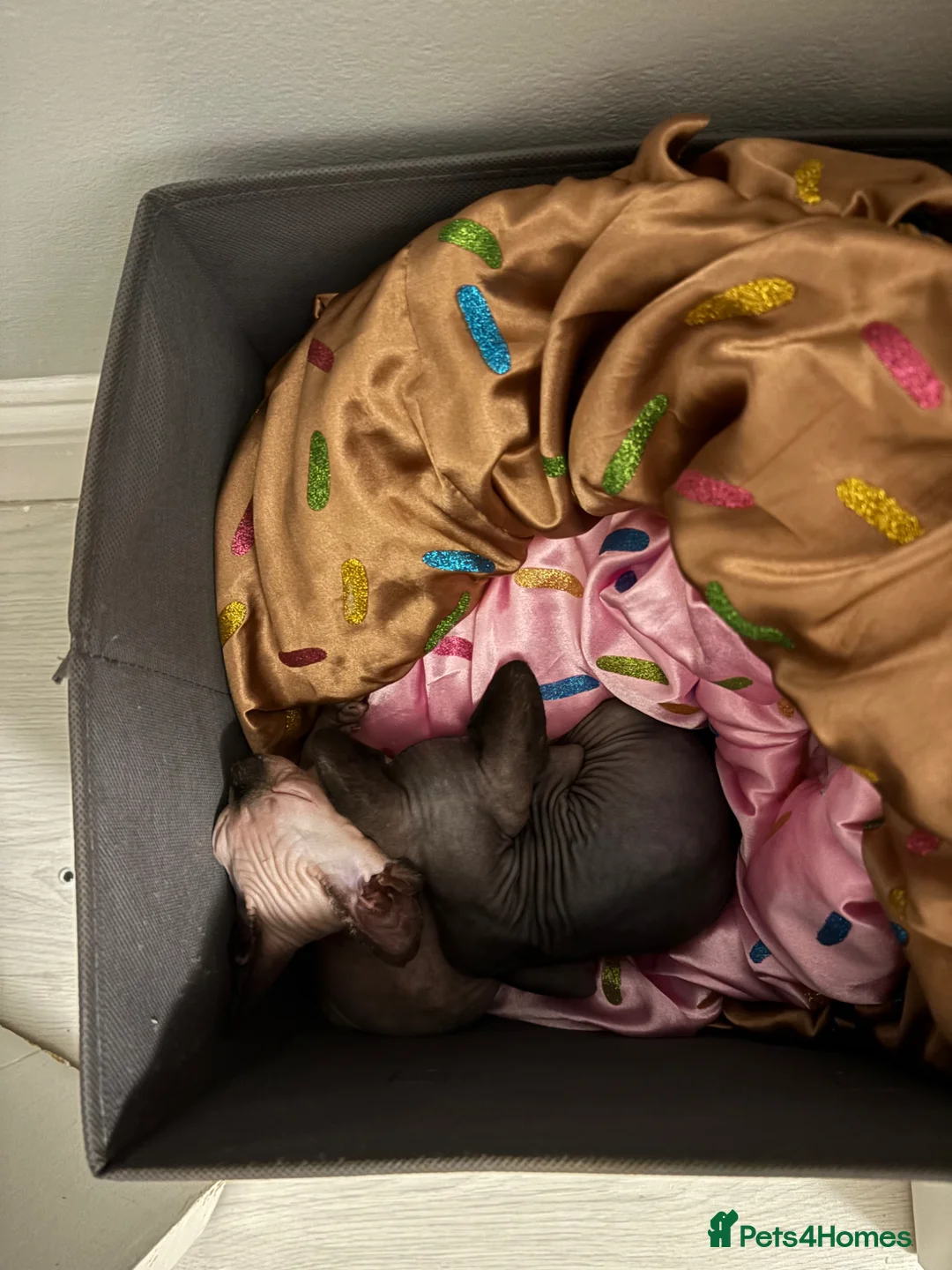 Sphynx cats for sale: Last Boy  in Romford - Advert 8