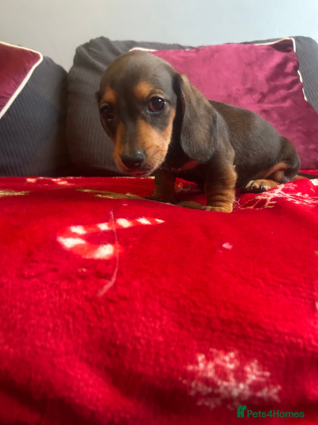 Miniature Dachshund dogs for sale: Miniature dachshund puppy’s  - Advert 14