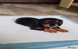 Miniature Dachshund dogs for sale: Miniature longhaired Dashchounds  - Image 10
