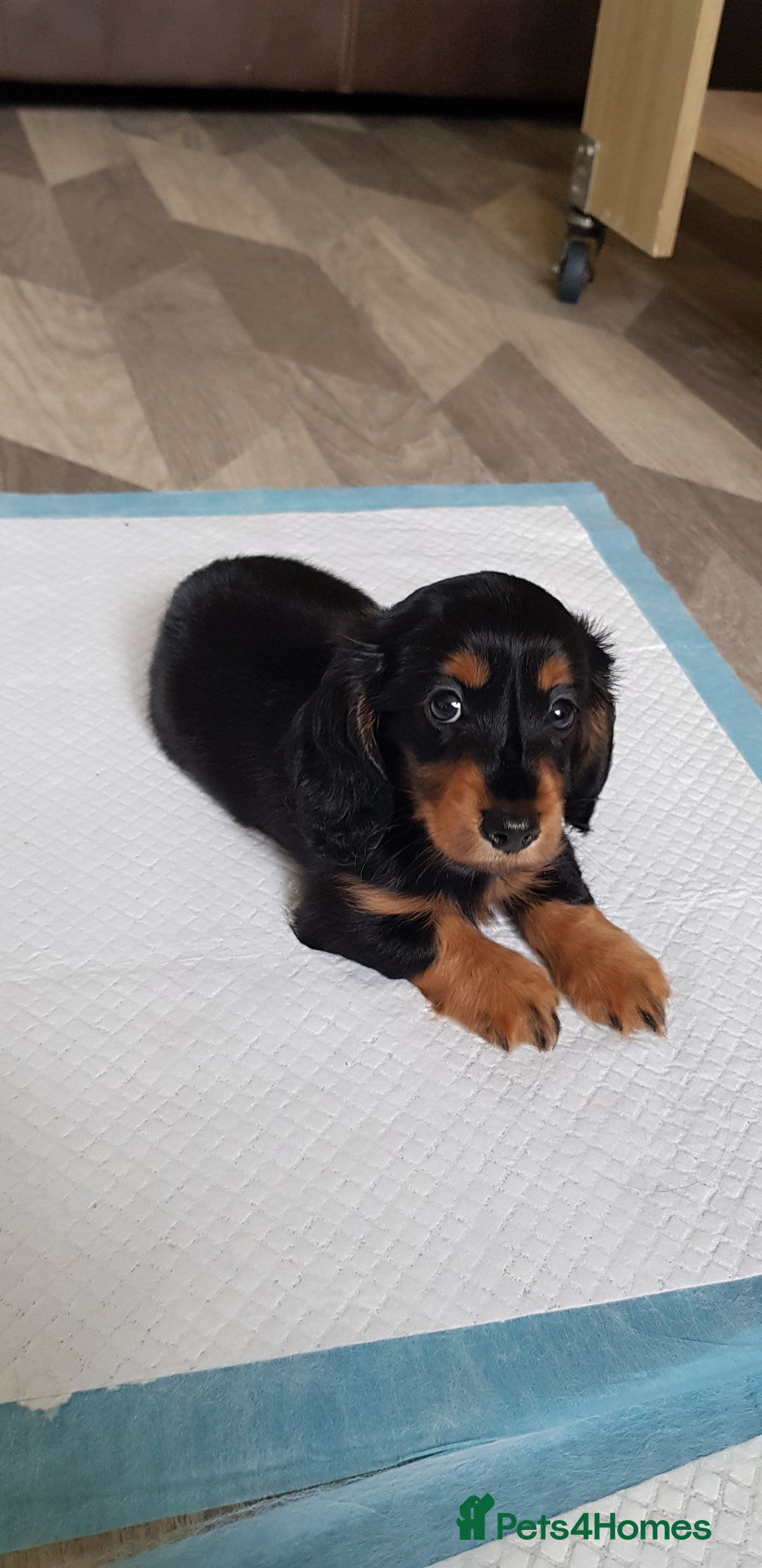 Miniature Dachshund dogs for sale: Miniature longhaired Dashchounds  - Image 10