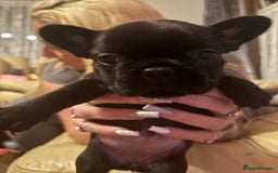 French Bulldog dogs for sale: **READY NOW**French bulldog puppies READY NOW - Image 20