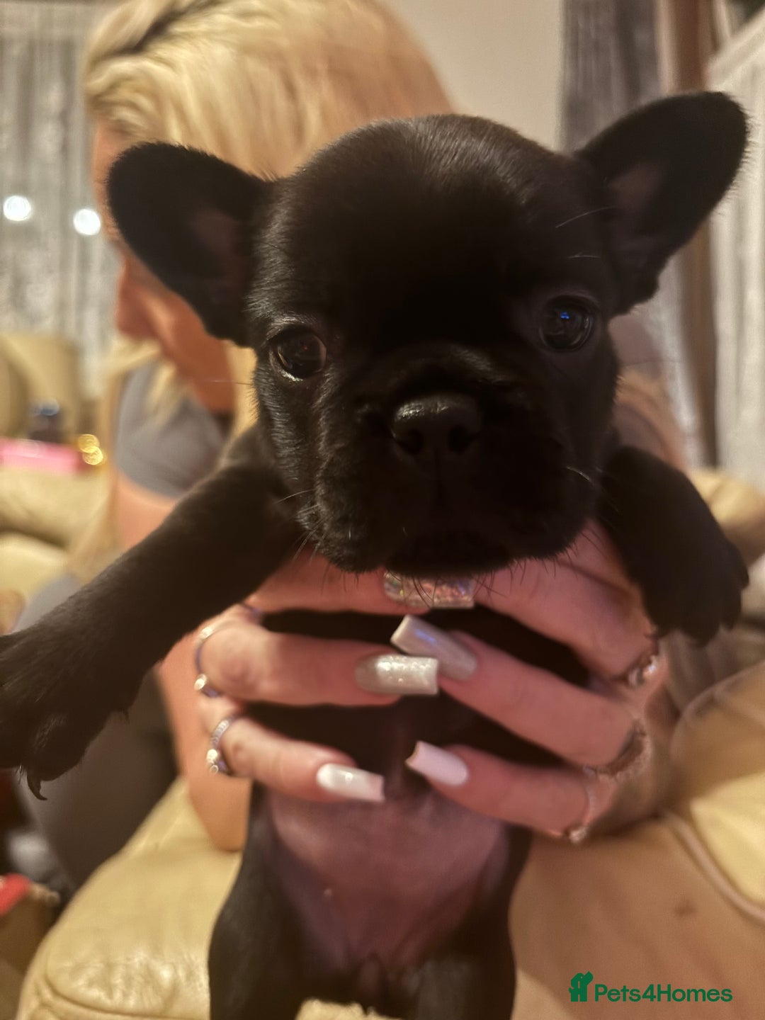 French Bulldog dogs for sale: **READY NOW**French bulldog puppies READY NOW - Image 20