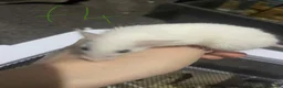 Mouse rodents for sale: Multimammates  - Advert 11