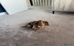 Miniature Dachshund dogs for sale: Miniature smooth haired dachshund  - Image 3