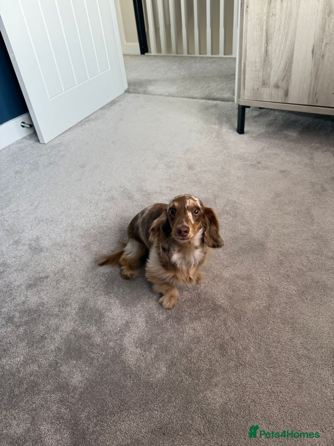 Miniature Dachshund dogs for sale: Miniature smooth haired dachshund  - Image 3