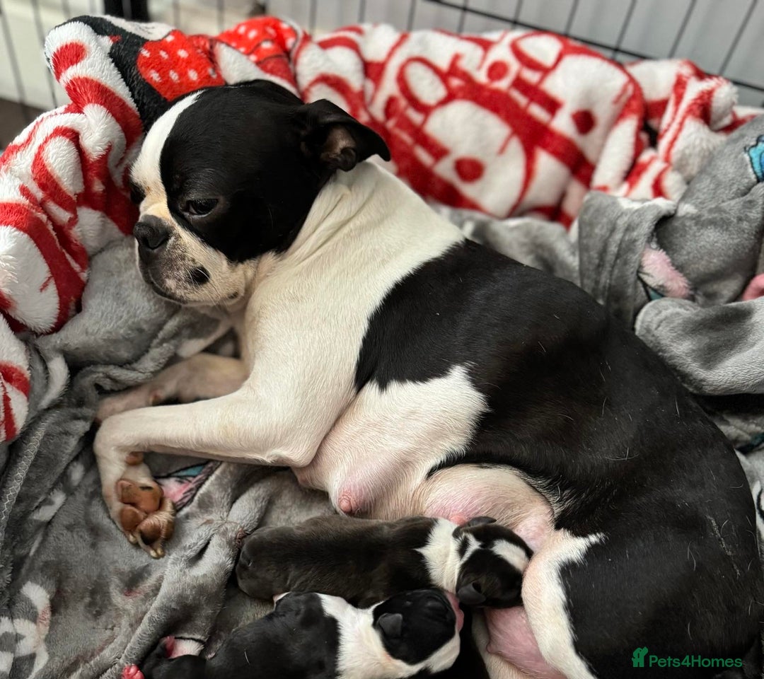 Boston Terrier dogs for sale: Wildax boston terrier KC puppies - Advert 1