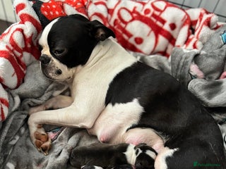 Boston Terrier dogs for sale: Wildax boston terrier KC puppies - Advert 1
