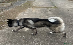 Japanese Akita Inu dogs for stud: Japanese Akita for stud  - Advert 2