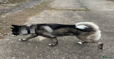 Japanese Akita Inu dogs Japanese Akita for stud  - Advert 9