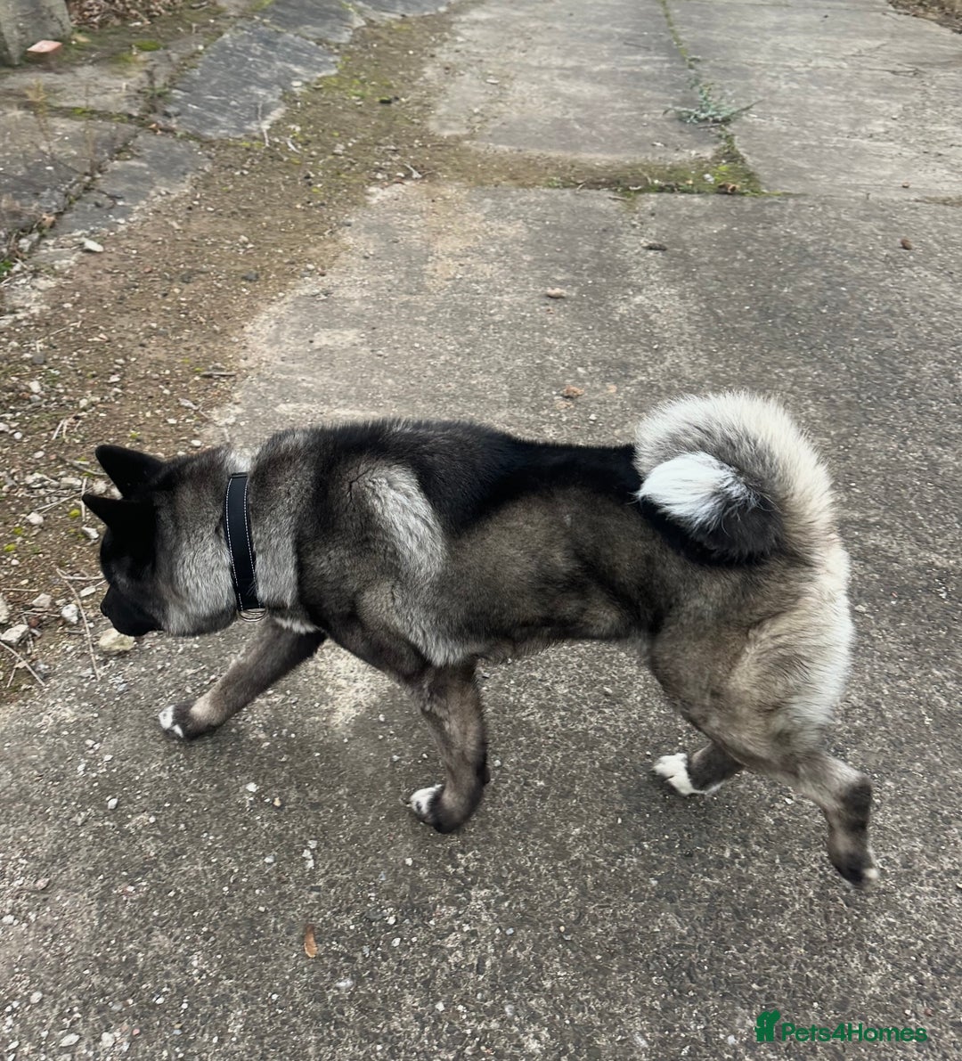 Japanese Akita Inu dogs for stud: Japanese Akita for stud  - Advert 2