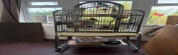 Budgerigars birds for sale: Budgies  - Advert 3
