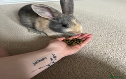 English Lop rabbits for sale: Two bonded neutered male rabbits  - Image 7