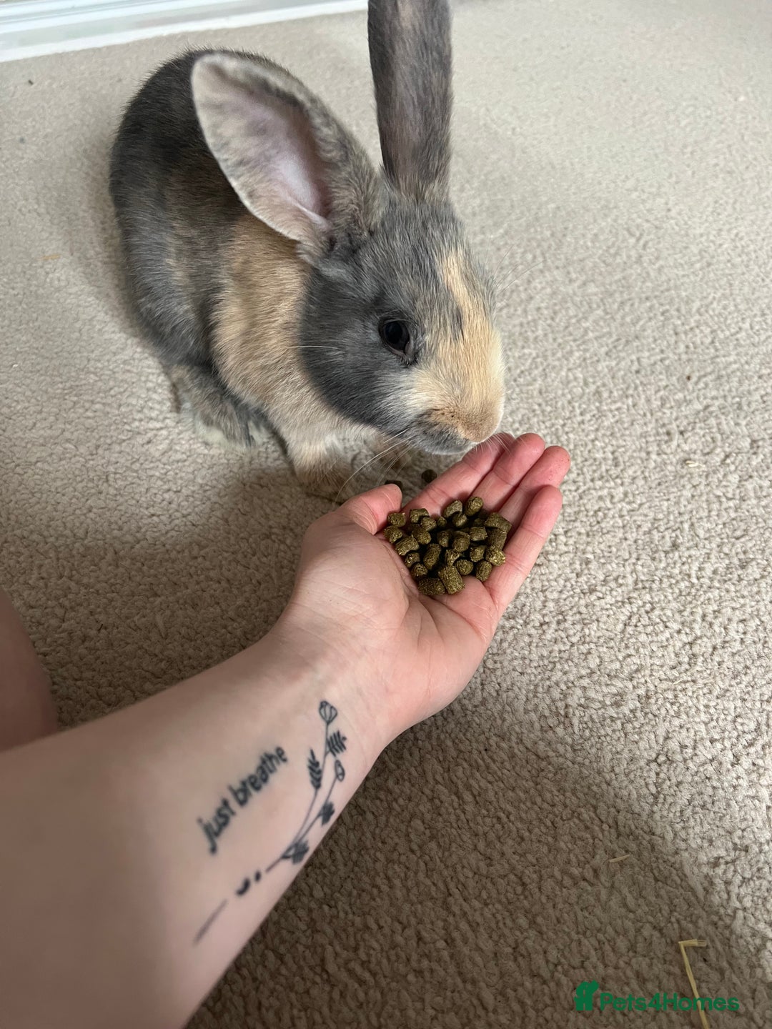 English Lop rabbits for sale: Two bonded neutered male rabbits  - Image 7
