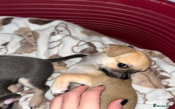 Chihuahua dogs for sale: Pure bred Chihuahua puppies - Image 17