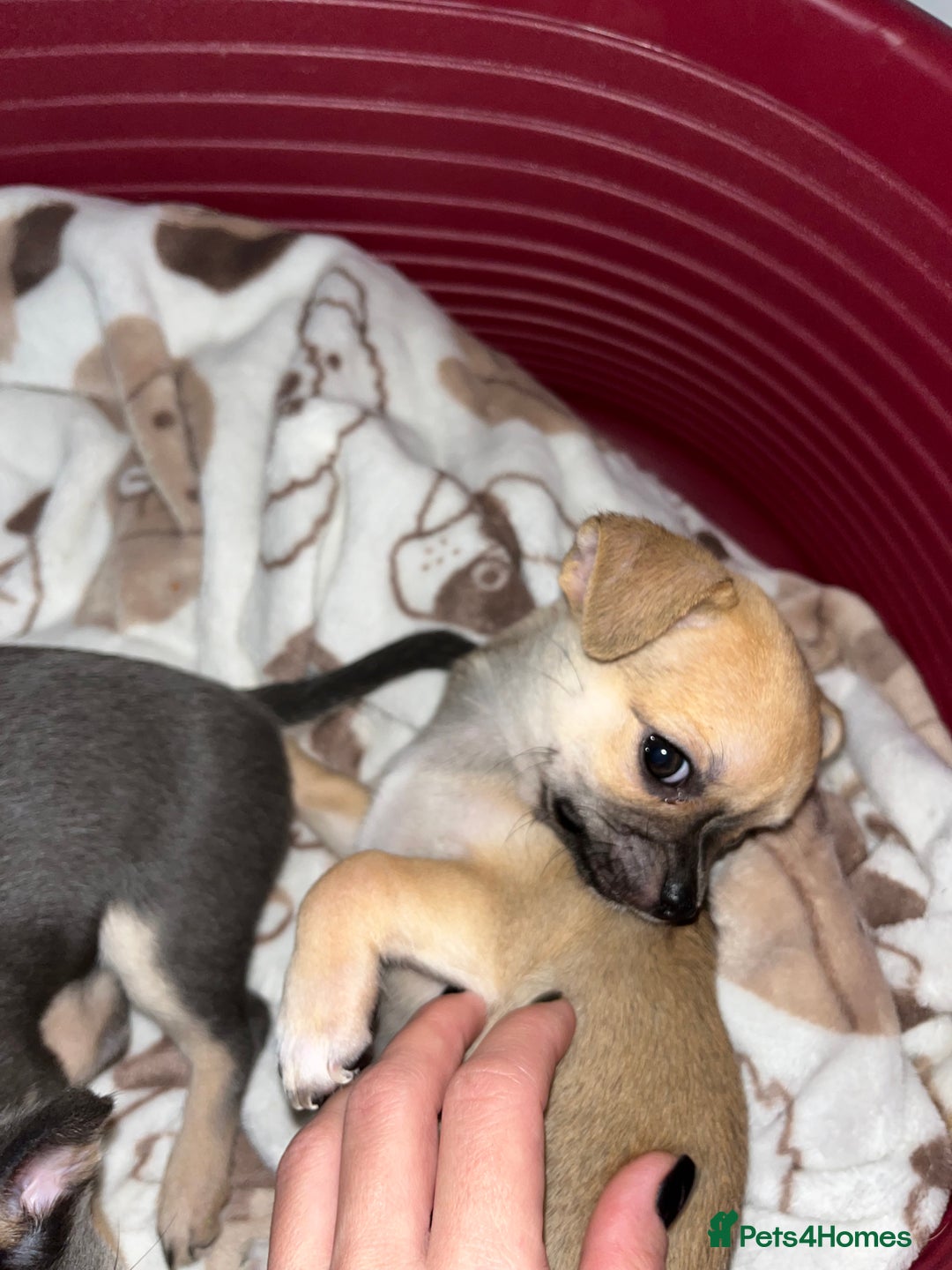 Chihuahua dogs for sale: Pure bred Chihuahua puppies - Image 17