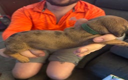 Miniature Dachshund dogs for sale: Miniature dachshund puppies for sale - Image 4