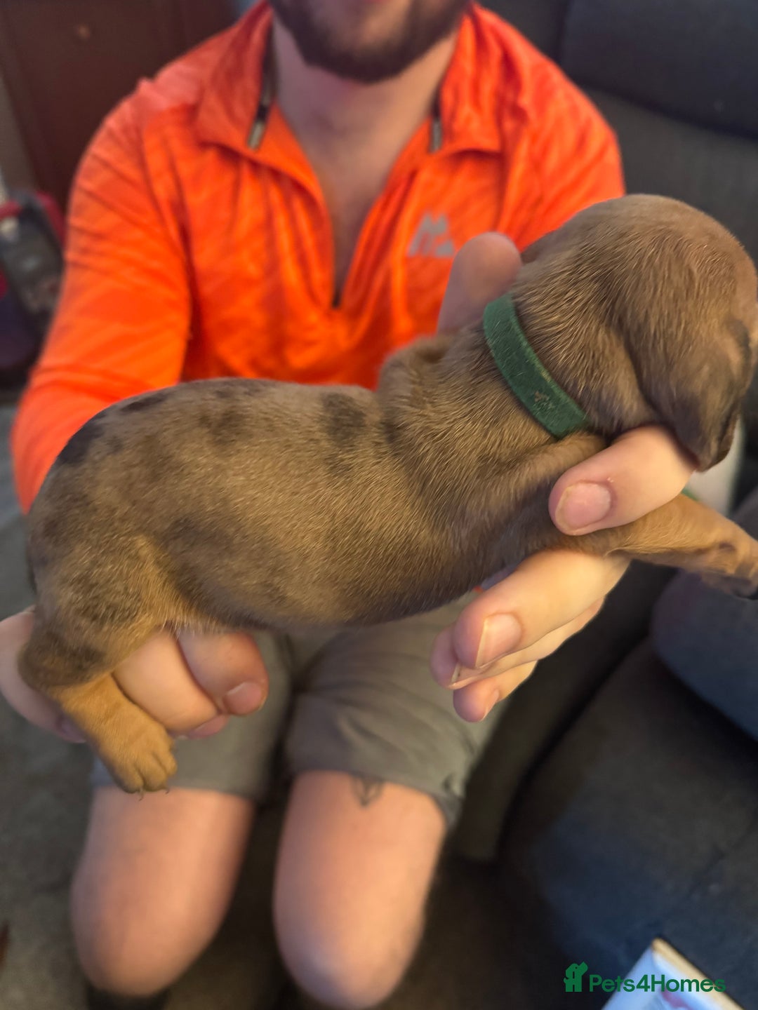 Miniature Dachshund dogs for sale: Miniature dachshund puppies for sale - Image 4