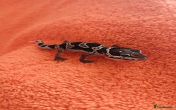 Leopard Gecko reptiles for sale: Baby leopard geckos  - Image 4