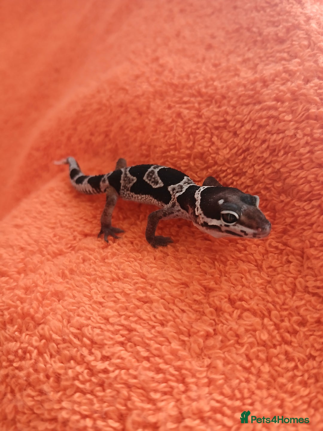 Leopard Gecko reptiles for sale: Baby leopard geckos  - Image 4