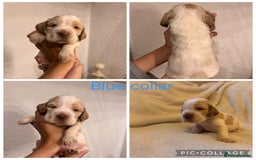 Cocker Spaniel dogs for sale: 🐶 Beautiful Show Cocker Spaniel Puppies 🐾 - Image 8