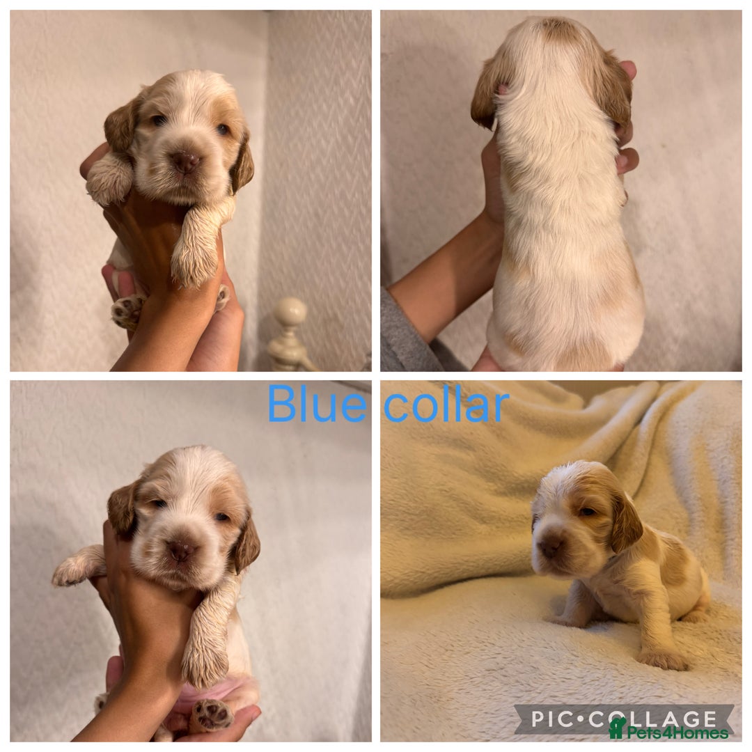 Cocker Spaniel dogs for sale: 🐶 Beautiful Show Cocker Spaniel Puppies 🐾 - Image 8