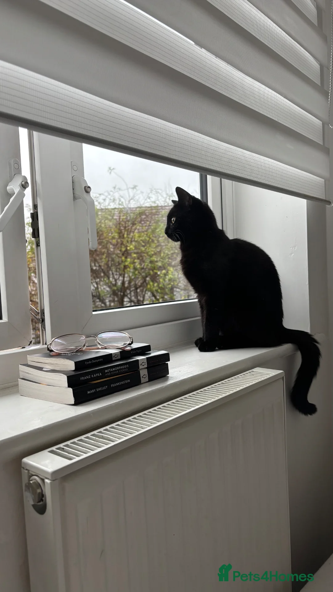 Domestic Shorthair cats for sale: Black female domestic shorthair - Advert 4