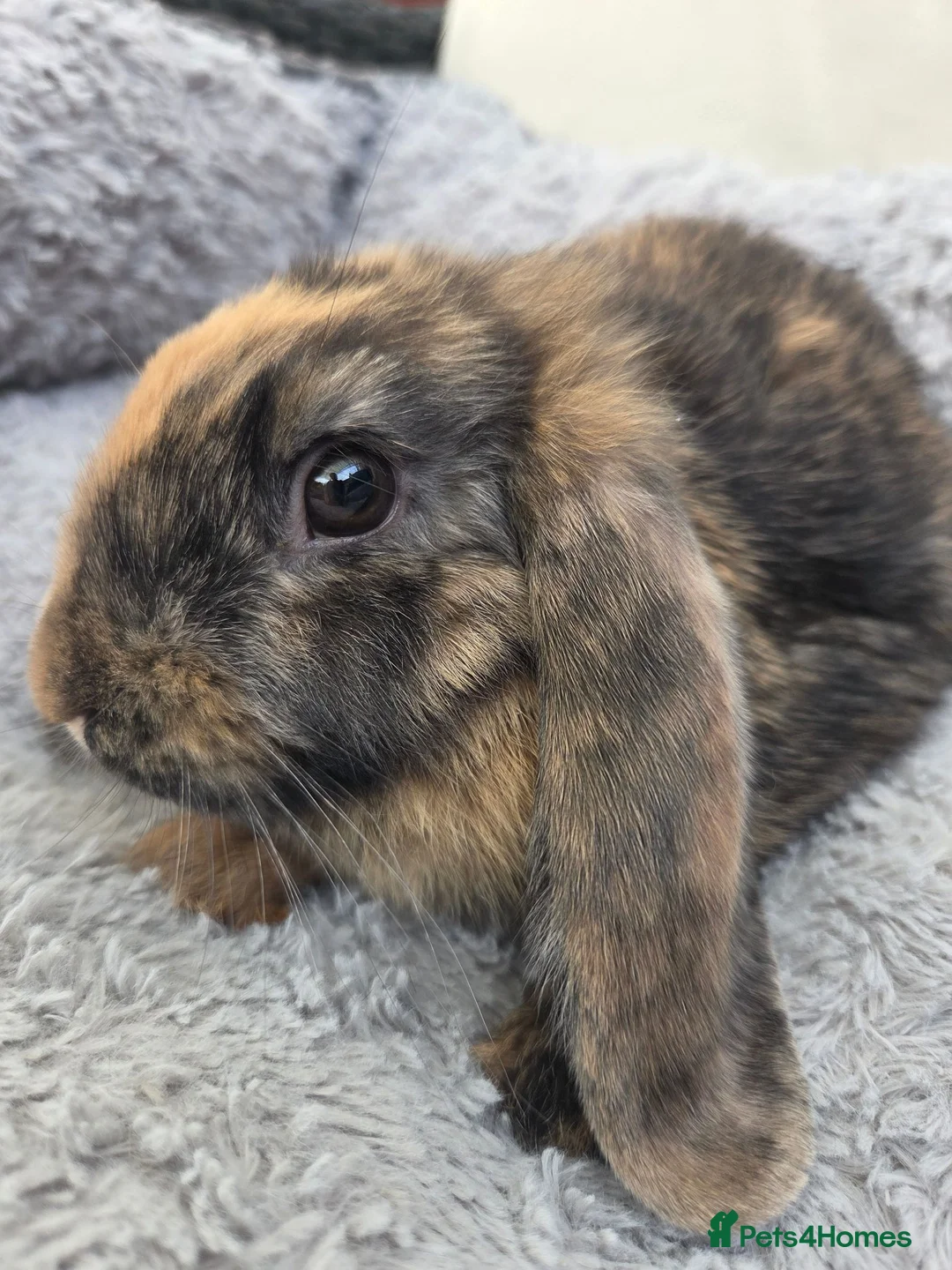 Mini Lop rabbits for sale: Only 3 left boy available. Beautiful mini lops - Advert 6
