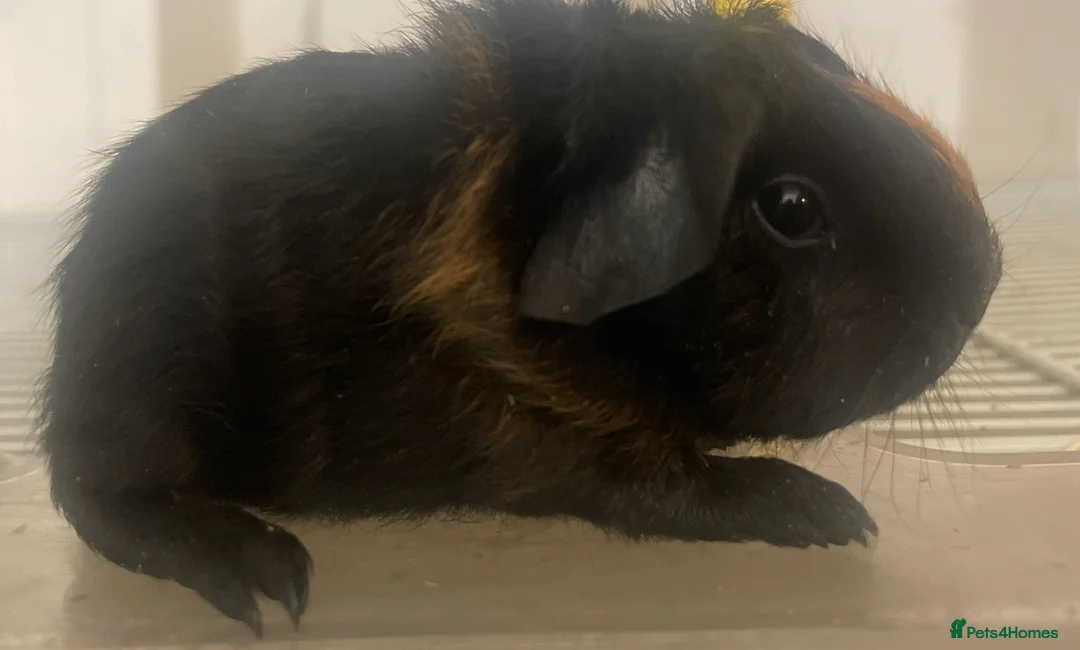 Guinea Pig rodents for sale: Skinny carrier boys - Advert 2