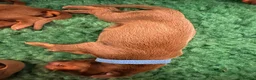 Dobermann dogs for sale: KC Registered Dobermans | 91 Champions in Parents - Advert 16