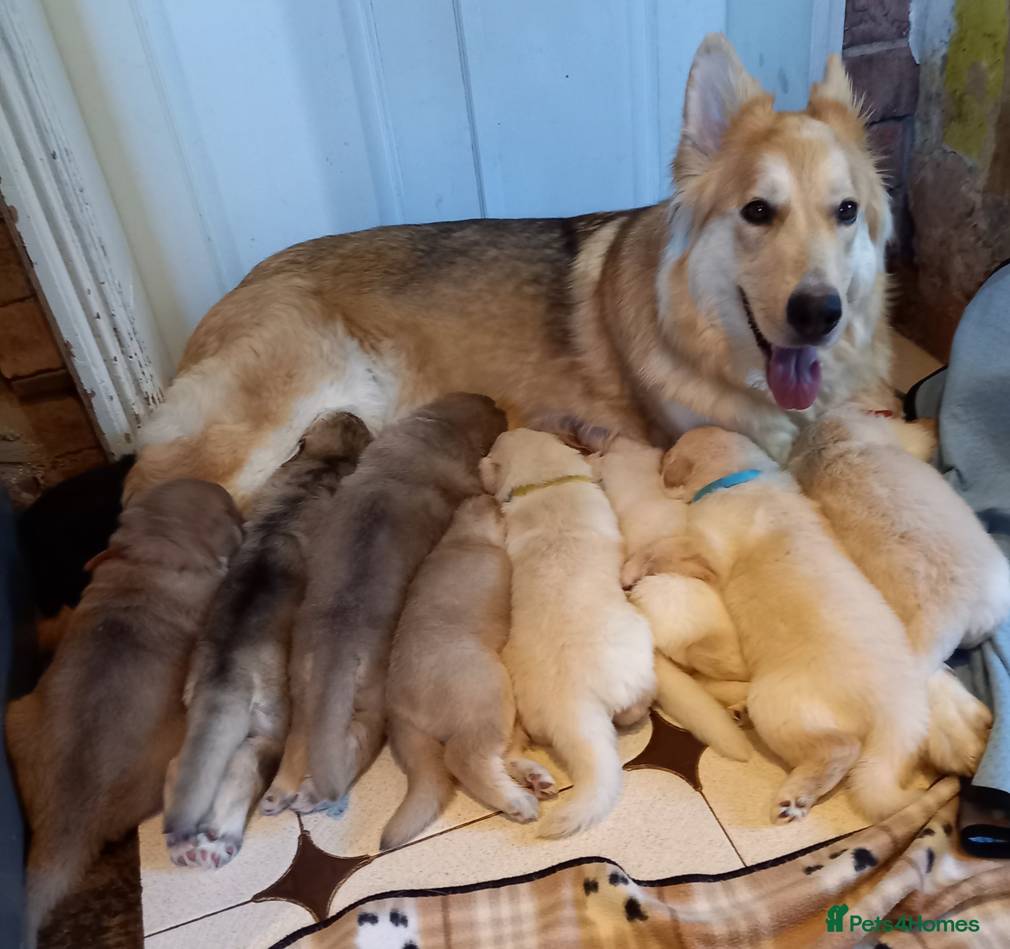 German Shepherd dogs Gorgeous German Shepherd pups for sale - Advert 2