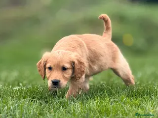 Golden Retriever dogs Stunning KC working golden retriever puppies - Advert 3