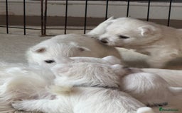 West Highland Terrier dogs for sale: KC West Highland Terrier - Image 17