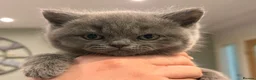British Shorthair cats for sale: Cuteness Alert - Five BSH kittens ready to rehome - Advert 23