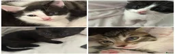 Mixed Breed cats for sale: Two litters of two cats in Coventry - Advert 3